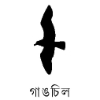Gangchil (গাঙচিল)